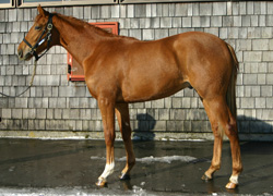 スマイル競馬 スマイルスタジアム Nst