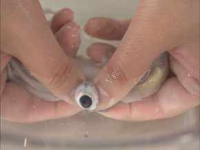 イカの目は取る時に墨が飛ぶので、水の中で取りる。
